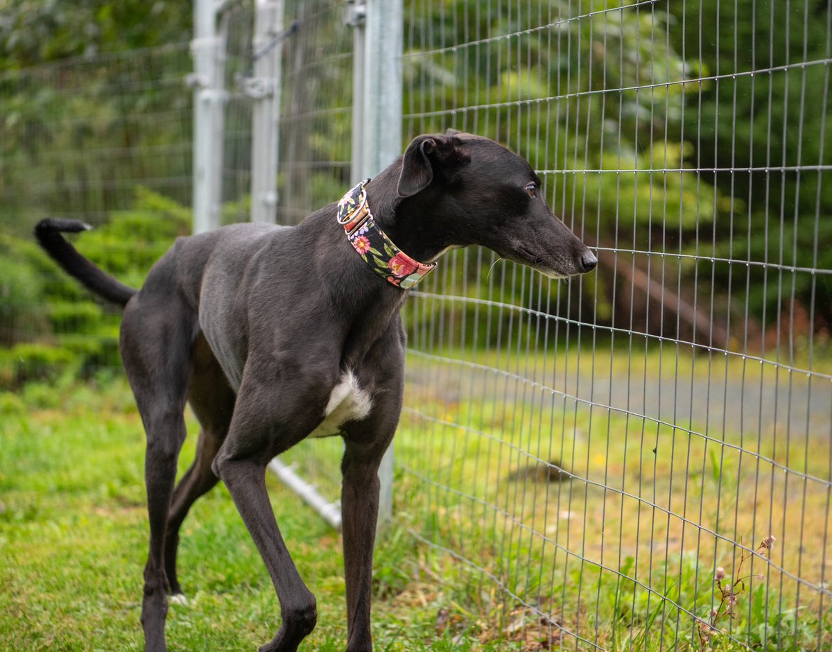 Congratulations to Belle (Sussex Belle) on finding her family! Well done Belle💚
#adoptagreyhound