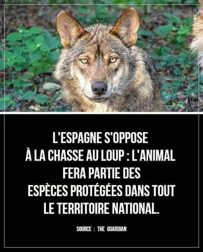 animaux_planete's tweet photo. L'Espagne s'oppose à la chasse au loup : L'animal fera partie des espèces protégées dans tour le territoire national 👏❤ https://t.co/9DQDO16xxe