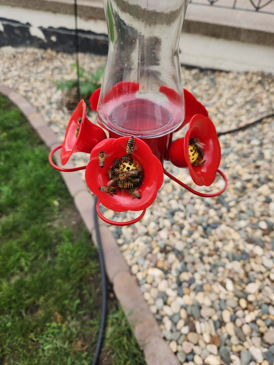 Another disruption in the harmonious life at my hummingbird feeders.  An earlier  wasp issue was fixed but an absconded  honeybee colony must have moved in nearby.  

The bees are doing a bang up job   pollinating plastic.