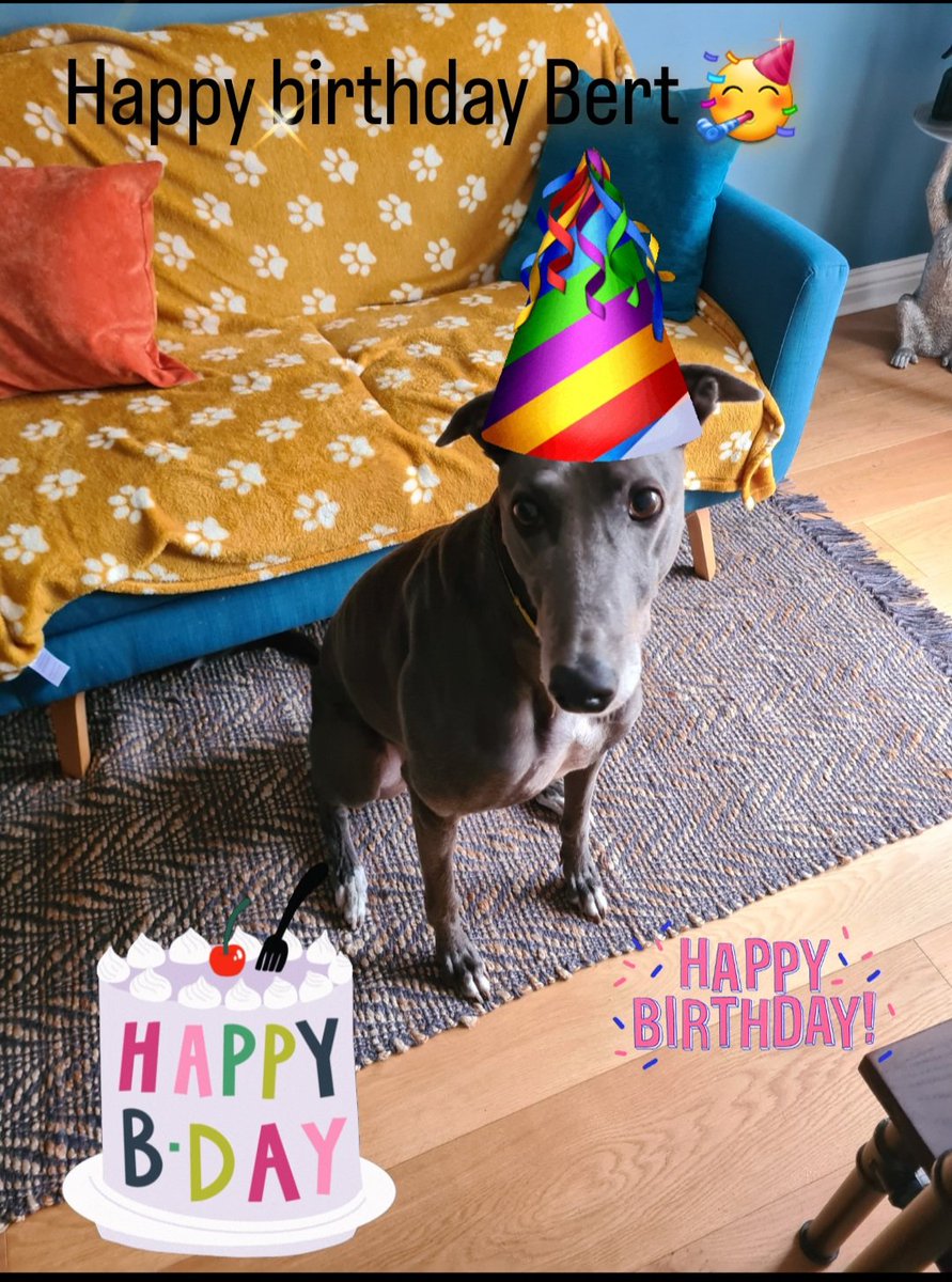 SarahJoHewitt's tweet photo. My beautiful boy Bert is 7 today! Happy birthday Bertster 🥳 🎂🐾💕 https://t.co/OIAM5EGEEY