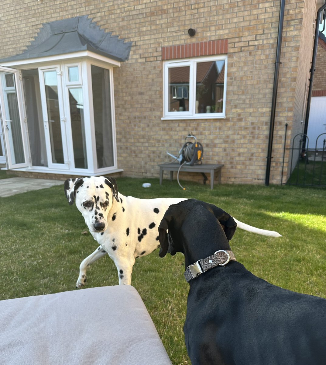 thepharmamedic's tweet image. #pcpc24 working hard with @helenbeau1 and the dogs finalising the conference @ParamedicsUK