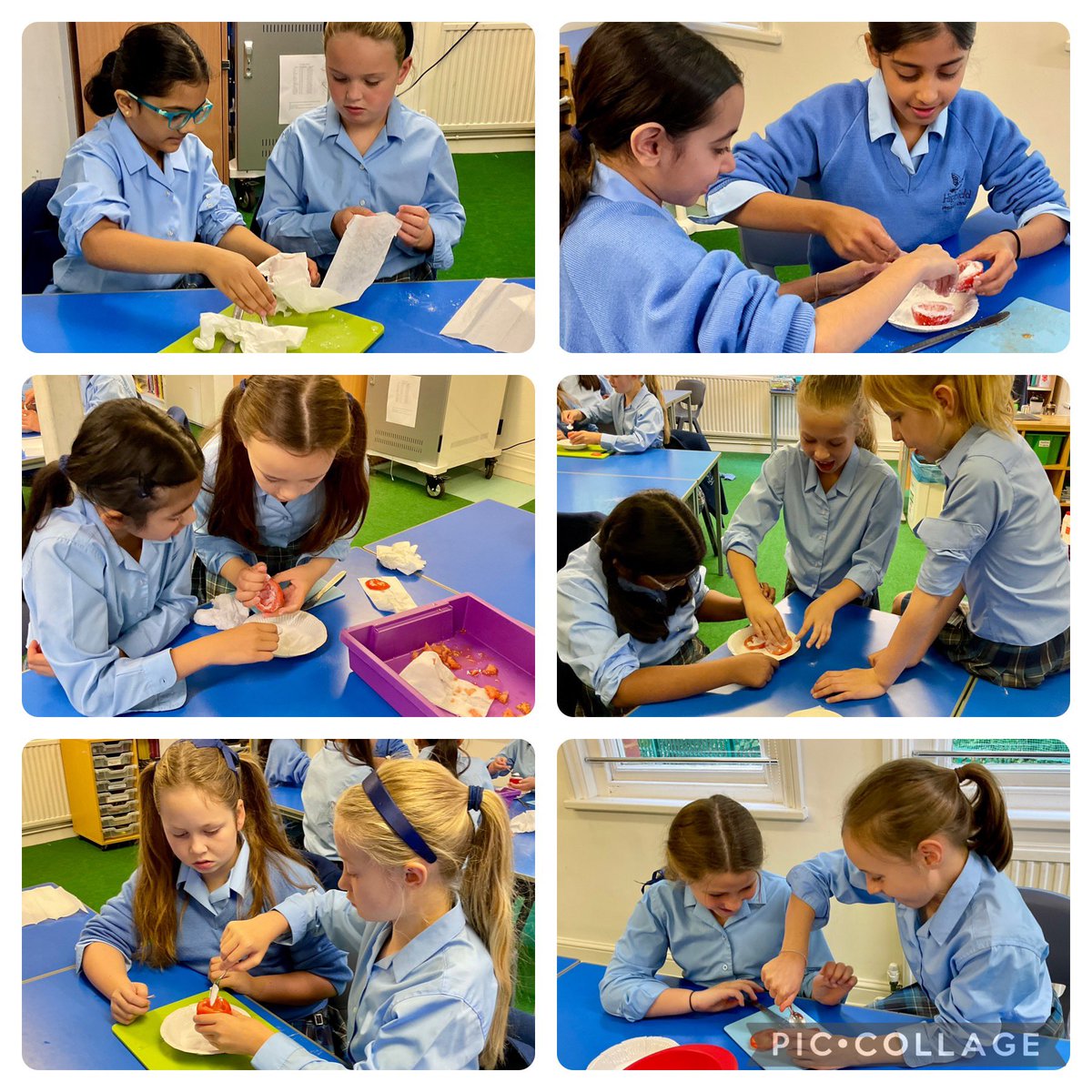 🧪🍅 Year 5 had a blast learning about mummification today! We scooped out tomato "guts" with spoons, used bicarbonate of soda for natron, and wrapped them in toilet paper. History has never been this much fun! 🏺✨ #HandsOnLearning #MummificationMagic