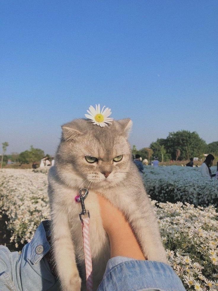 nocontextscats's tweet photo. Not amused https://t.co/M3DFdTmJOK