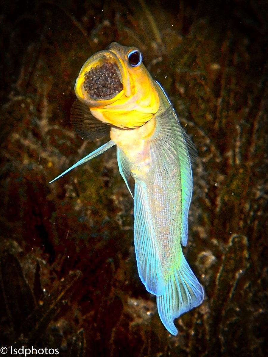 terrascuba's tweet photo. Featured Photos: Yellow Head Jawfish with Eggs
#scuba #scubadiving #underwaterphotography #saintlucia #stlucia #divesaintlucia #marinelife #ocean #islandlife #PADI #photography #yellowhead #jawfish #eggs #mouthbrooder https://t.co/JLlOvKK7e1