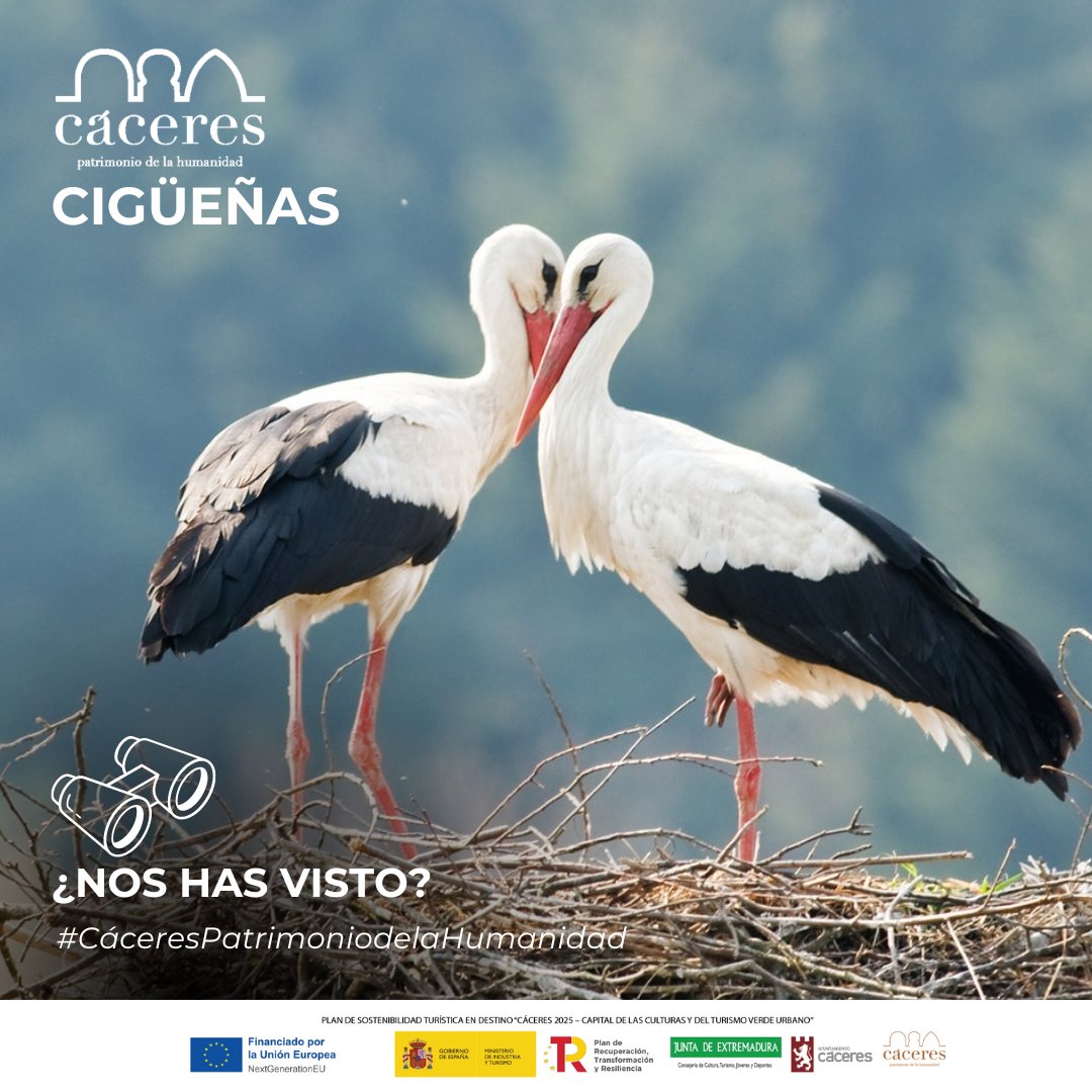 Visit_Caceres's tweet photo. ¿Sabías que las alas de las cigüeñas pueden llegar a tener una envergadura de entre 1,55 y 2,15 metros 😲?
👁‍🗨Comenta con un 🐦 si ya la has visto y sino, fíjate bien en tus paseos por la ciudad porque siempre van acompañadas.

🖥️https://t.co/HvRCVvRep3
#VisitCaceres #CaceresVerde https://t.co/St3pAl0gDw