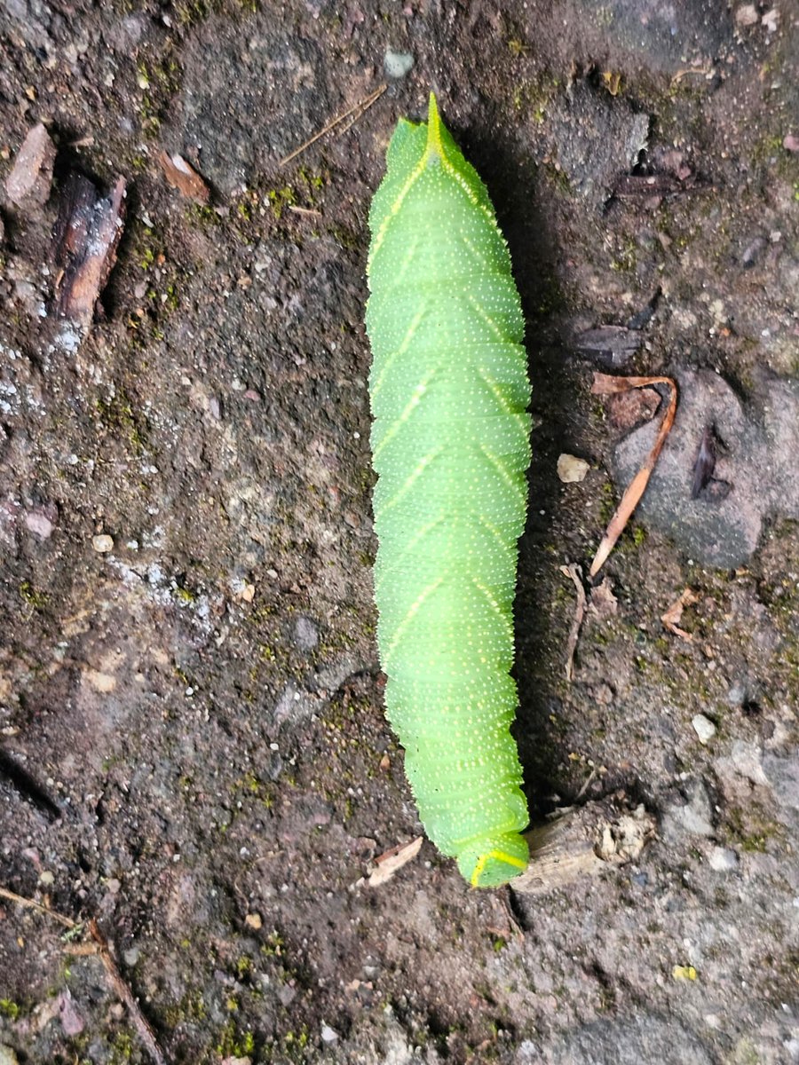 Togher Community Garden tweet media