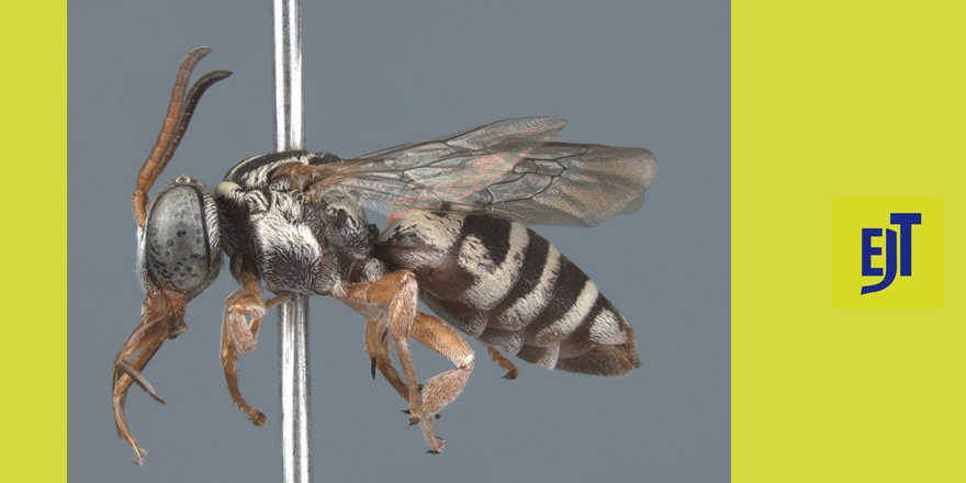 [#entomology] 🐝 A revision of the simplex species group of the cleptoparasitic bee genus Triepeolus Robertson, 1901 (Hymenoptera: Apidae) ⤵️

✒️ <a href="/TOnuferko/">Thomas Onuferko 🇺🇦</a> &amp; Molly G. Rightmyer
🔗 DOI: doi.org/10.5852/ejt.20…
#hymenoptera #apidae #hymenopterist #bees
