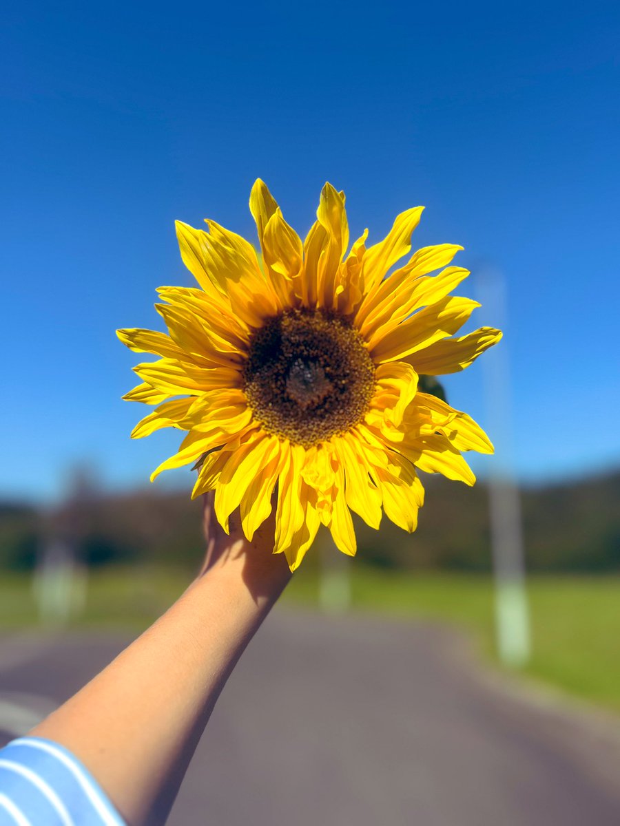 Our own grown sunflowers 🌻 ❤️ <a href="/MaestegSchool/">Maesteg School</a>