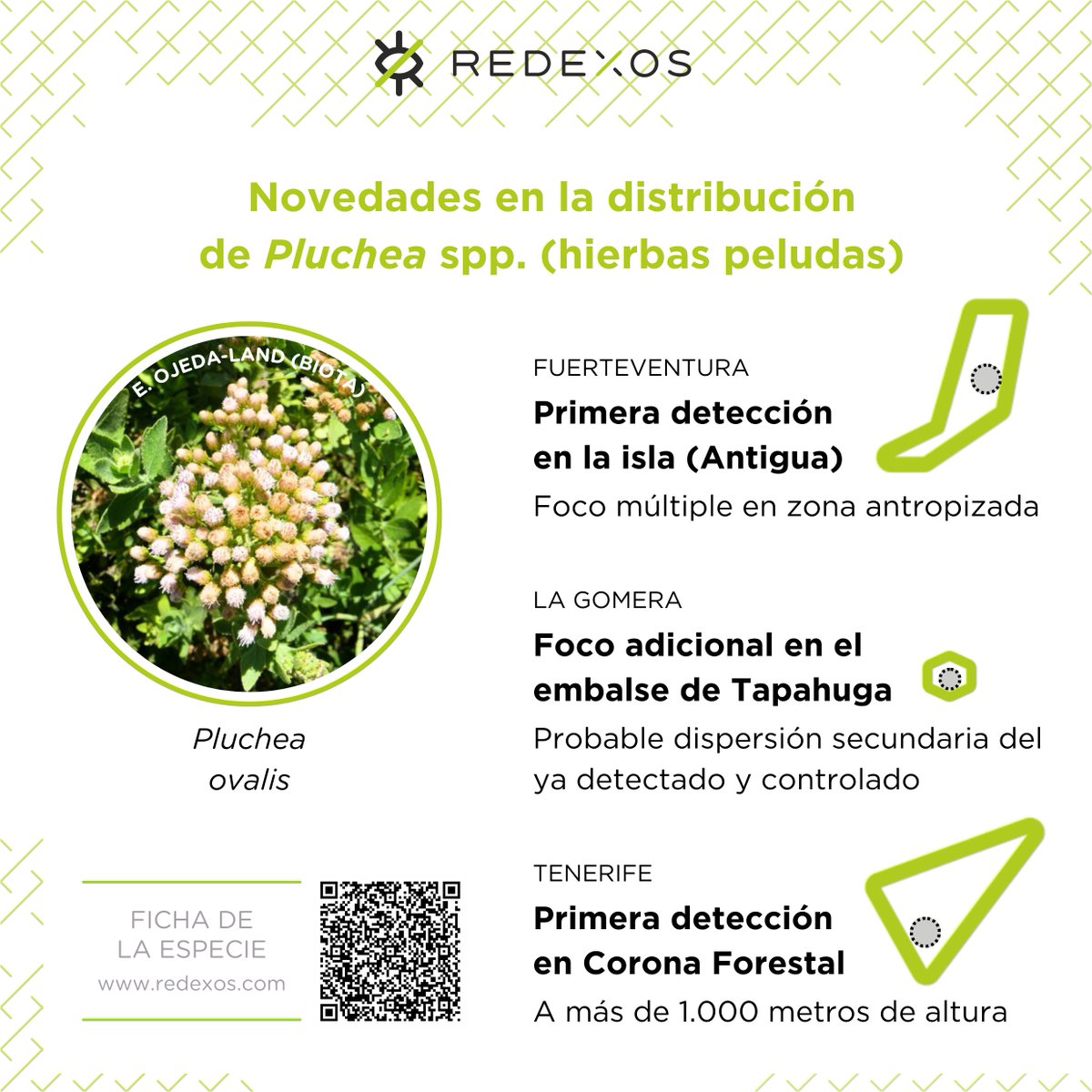 RedEXOSGobcan's tweet photo. @EcologicaGobCan @gesplansa @GranCanariaCab 🟢 En FV, 1º detección (probable 𝑃. 𝑜𝑣𝑎𝑙𝑖s) en Antigua
🟢 En LG, 2º foco de ídem en el embalse de Tapahuga. ¿Dispersión secundaria del anterior?
🟢 Y en TF, su primer reporte en P.N. Corona Forestal (+1.000 m.s.n.m.)
Por favor, mucho 👁️ y repórtanos cualquier indicio 🙏 https://t.co/BDtjJz8mxS