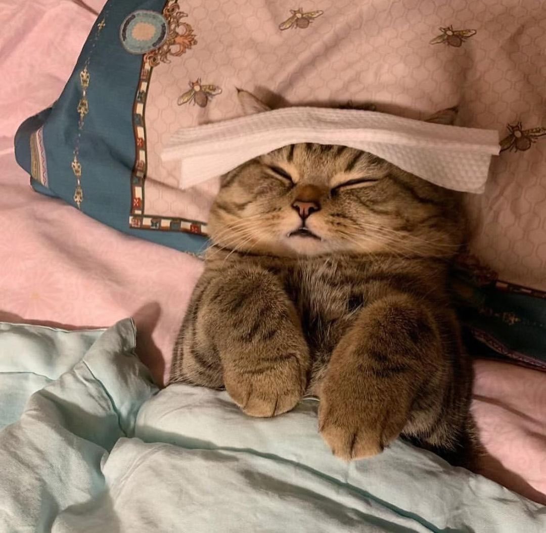 No Context Cats tweet media