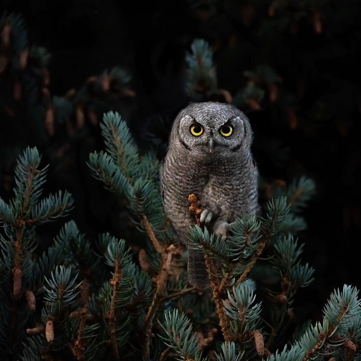 owl lover (@owlwiseworld) / Posts / X
