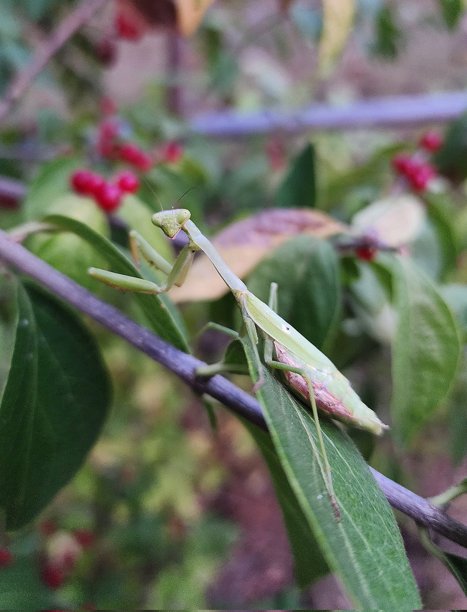 encapsulate5's tweet image. u want the scoop?