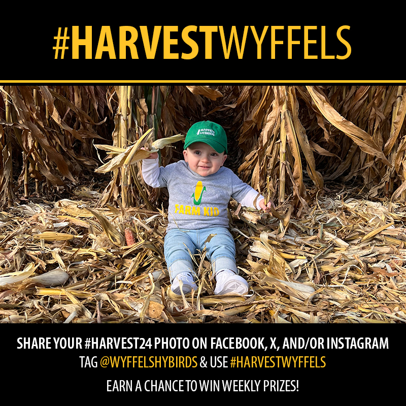 WyffelsHybrids's tweet photo. Let's get those combines rolling and cameras ready! It's time for the #HarvestWyffels photo contest!

Share your pictures from the field, tag Wyffels, and earn a chance for weekly prizes.

Here's to a safe and bountiful #Harvest24. 🌽📸 https://t.co/m9lWZOofON