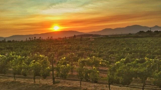 ¿Sabías que México produce vinos de talla mundial en lugares como Valle de Guadalupe? Una joya escondida que todo amante del vino debe conocer.
#ValleDeGuadalupe #VinoMexicano #TurismoEnBaja #CulturaVinícola #GastronomíaBaja #RutasDelVino #BajaCalifornia #ViñedosMexicanos