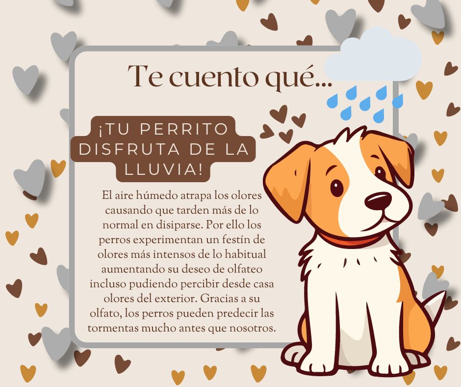 CapuyB's tweet image. 🌧️🐕 Los perros también tienen su opinión sobre la #Lluvia. Algunos evitan mojarse a toda costa, mientras que otros simplemente se adaptan sin mucho drama. ¿Y el tuyo, es más de "no me gusta mojarme" o lo lleva con estilo? 🌧️🐾 

#Hoy #Doglovers #Mascotas #PerrosFelices #Mundo