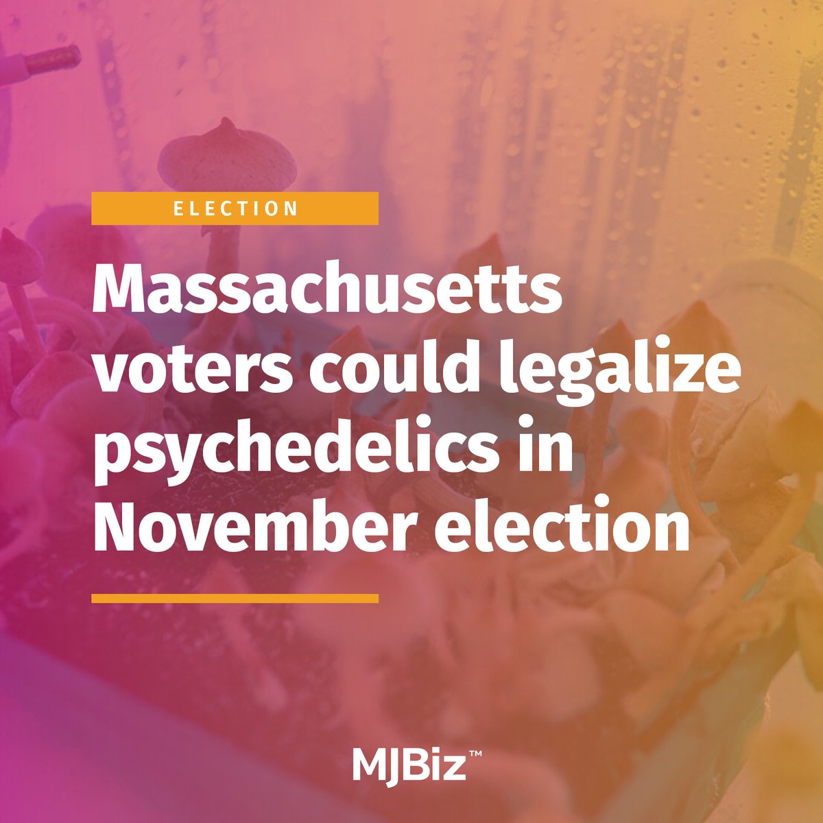 MJBizDaily's tweet image. This November, voters could make #Massachusetts the third state to legalize #psychedelics and create a regulated-access model for treating mental health conditions.

Get more info: shorturl.at/ZKBrw

Story by @remindsocial 

(Photo by contentdealer/stock.adobe.com)