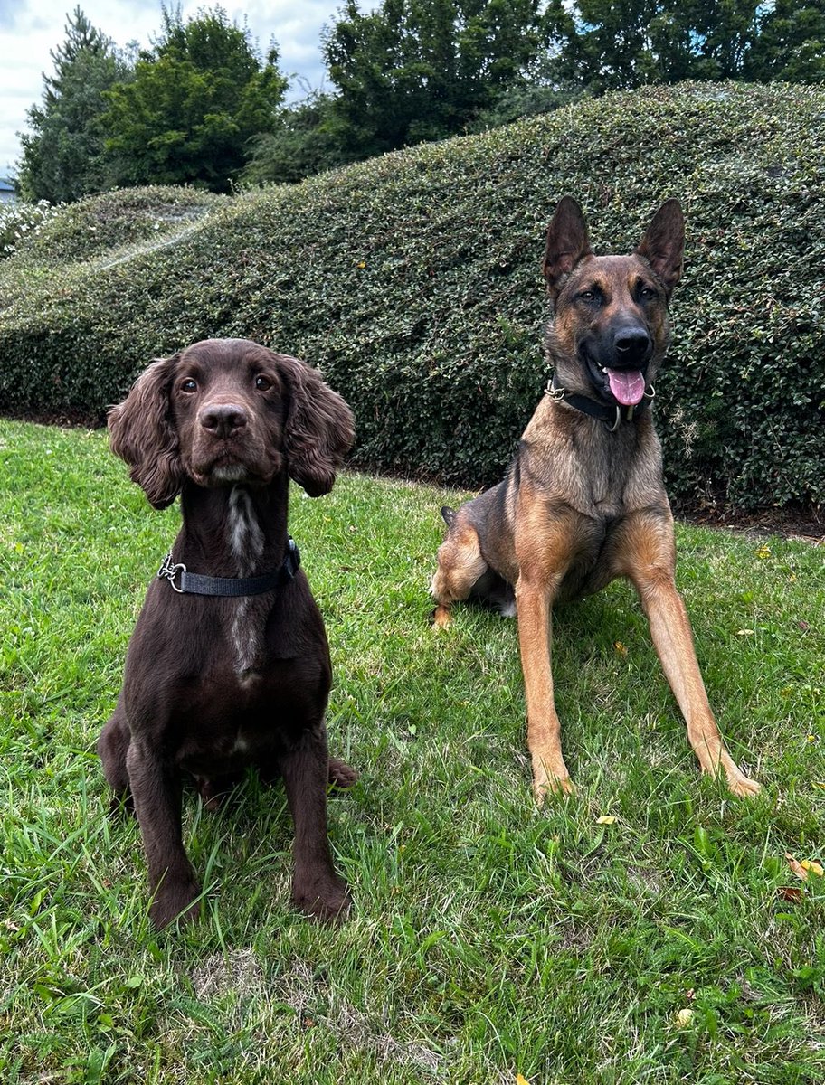 WMPDogs's tweet photo. Wishing PD Nero a ‘pawsome’ 2nd Birthday whose been training alongside some of our experienced Firearm Support Dogs this week..here he is pictured with his crime companion PD Ted who turned 10yrs young last month 🎂🐾 https://t.co/XqExel9rY7