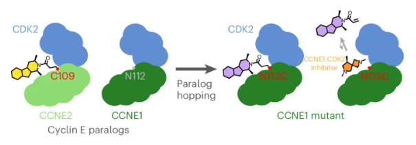 Nature Chemical Biology (@nchembio) on Twitter photo Ben Cravatt and <a href="/YuanjinZhang1/">Yuanjin Zhang | 张沅珒</a> report a paralog-hopping approach leveraging chemical proteomic data on covalently liganded cysteines, revealing an allosteric pocket shared by cysteine-containing CCNE2 and cysteine-less paralogous proteins. Read it here rdcu.be/dUlxn Ben Cravatt and <a href="/YuanjinZhang1/">Yuanjin Zhang | 张沅珒</a> report a paralog-hopping approach leveraging chemical proteomic data on covalently liganded cysteines, revealing an allosteric pocket shared by cysteine-containing CCNE2 and cysteine-less paralogous proteins. Read it here rdcu.be/dUlxn