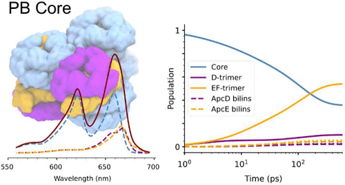 How to disentangle excited states in a giant antenna complex? In collaboration with <a href="/TjaartKrueger/">Tjaart Krüger</a> and @michal_gwizdala, <a href="/LCupellini/">Lorenzo Cupellini</a> studied the energetic landscape in the phycobilisome of cyanobacteria doi.org/10.1021/acs.jp…