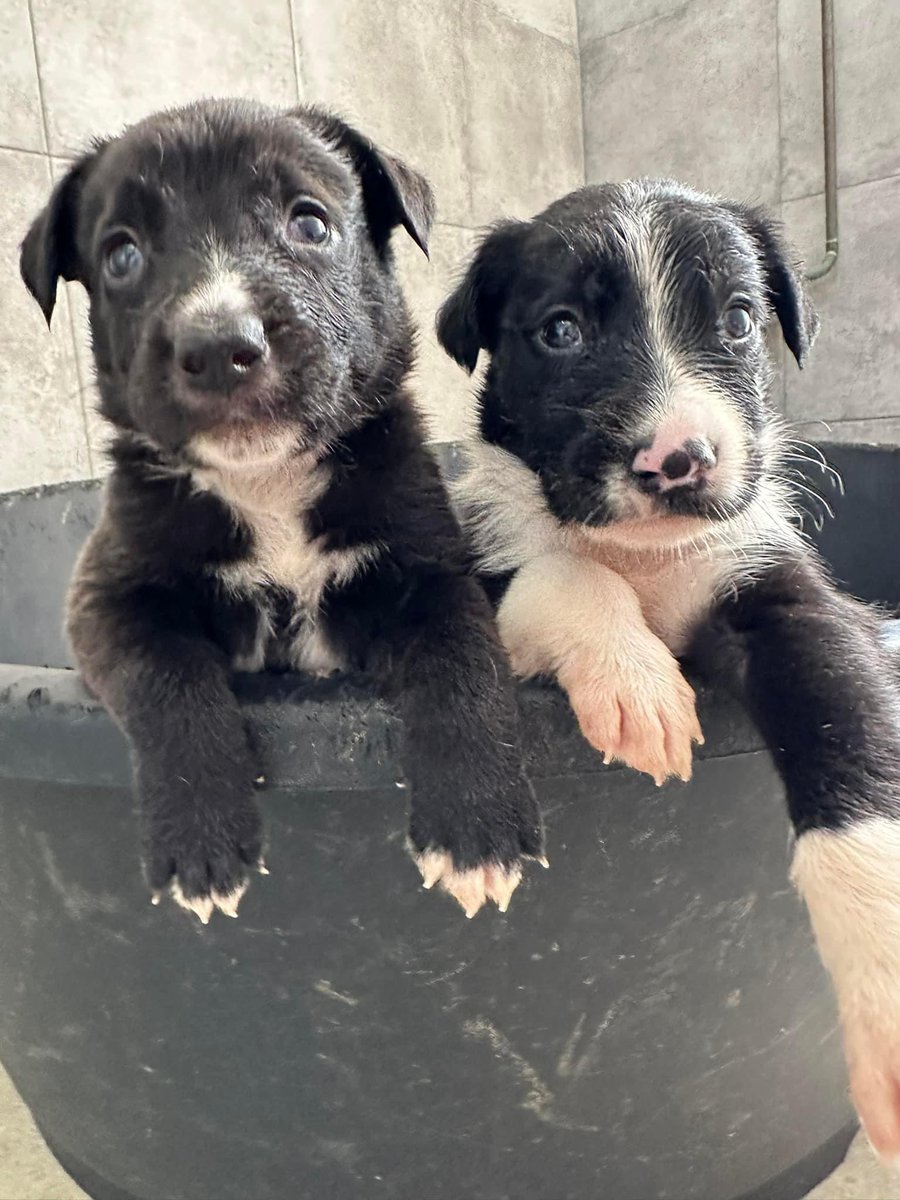 GalgosdelSol's tweet photo. Pearl ~ no one has reserved us yet. 
Onyx ~ their loss, look how lovely we are.
Pearl ~ give the ’adopt me’ eyes 👀 
Onyx ~ giving the best I can 👀
Please share these beauties 🙏🏻❤️ https://t.co/H3dv3XpnjL