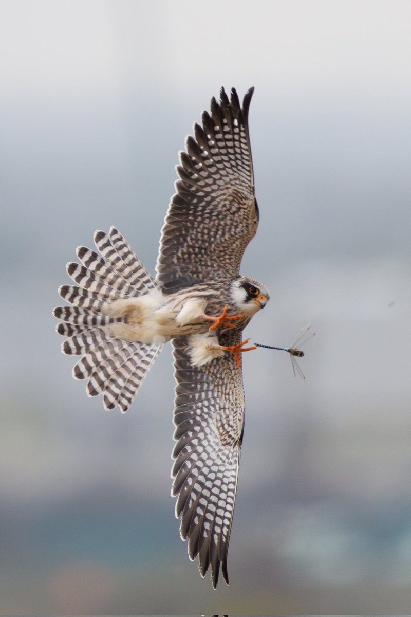 Wow, what a bird! Spent 5 hours with this little cracker and it showed amazingly. My first UK red-footed falcon and it was awesome to watch it hunt stooping like a hobby and hovering like a kestrel. More from the 5.5k photos taken to come. <a href="/ElmleyNNR/">Elmley NNR</a> <a href="/KentishPlover/">KOS</a>