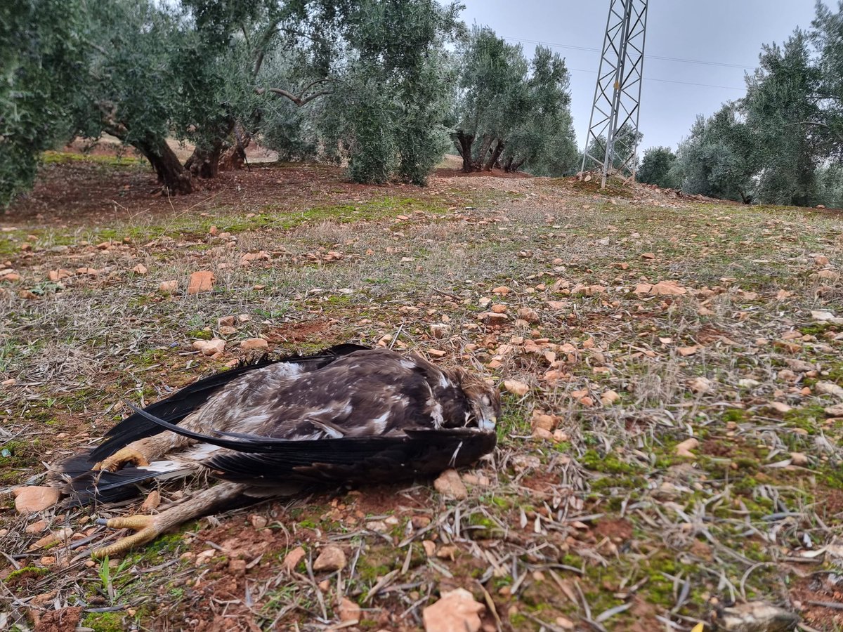 Si ves un ave bajo un tendido eléctrico, llama siempre. Ha podido electrocutarse o colisionar. Todos los años muchos tendidos se corrigen por las compañías eléctricas tras recibir los informes de los forestales