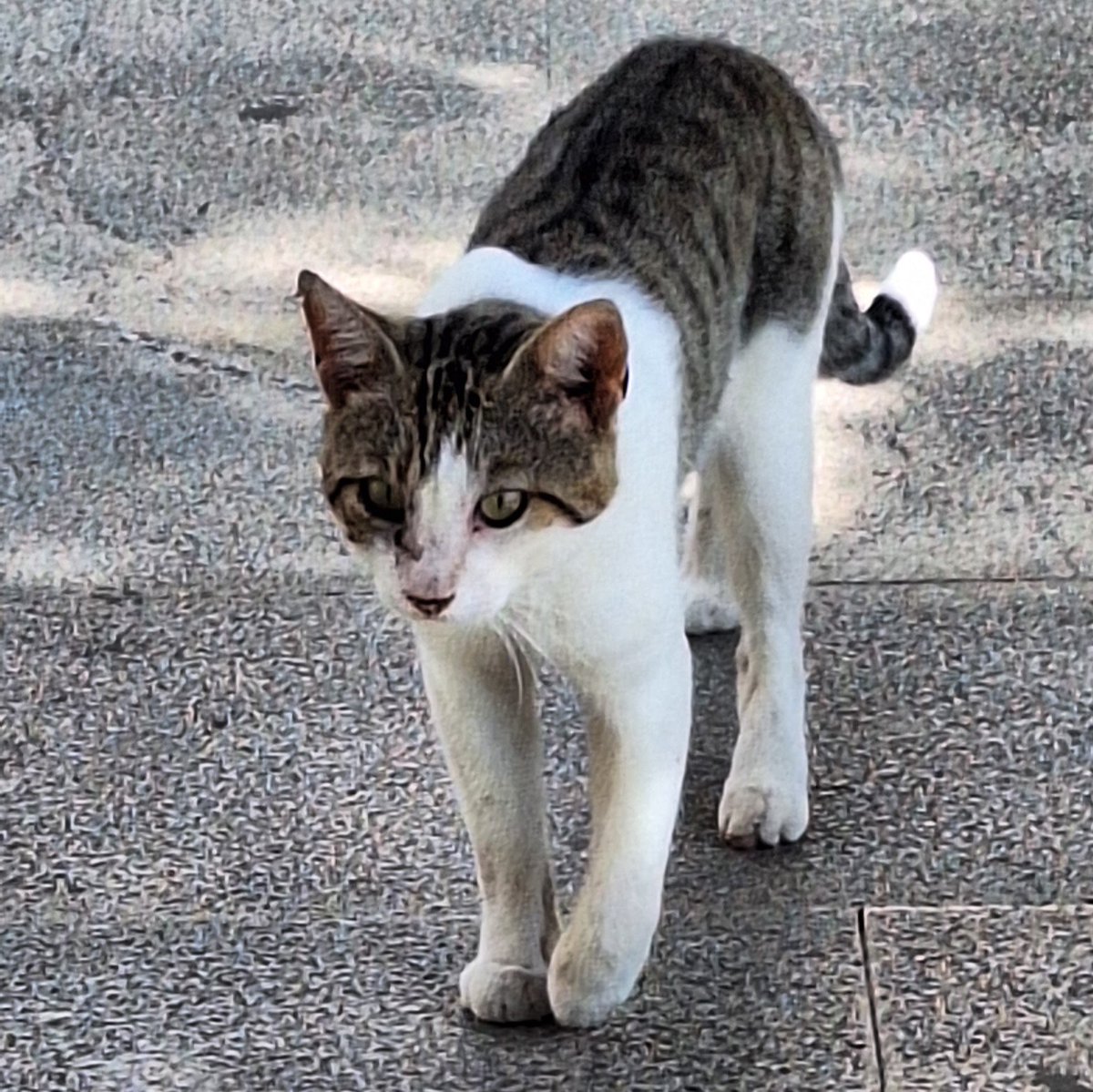 ⁦<a href="/Number10cat/">Larry the Cat</a>⁩ 

I met a distant relation of yours in Delphi today