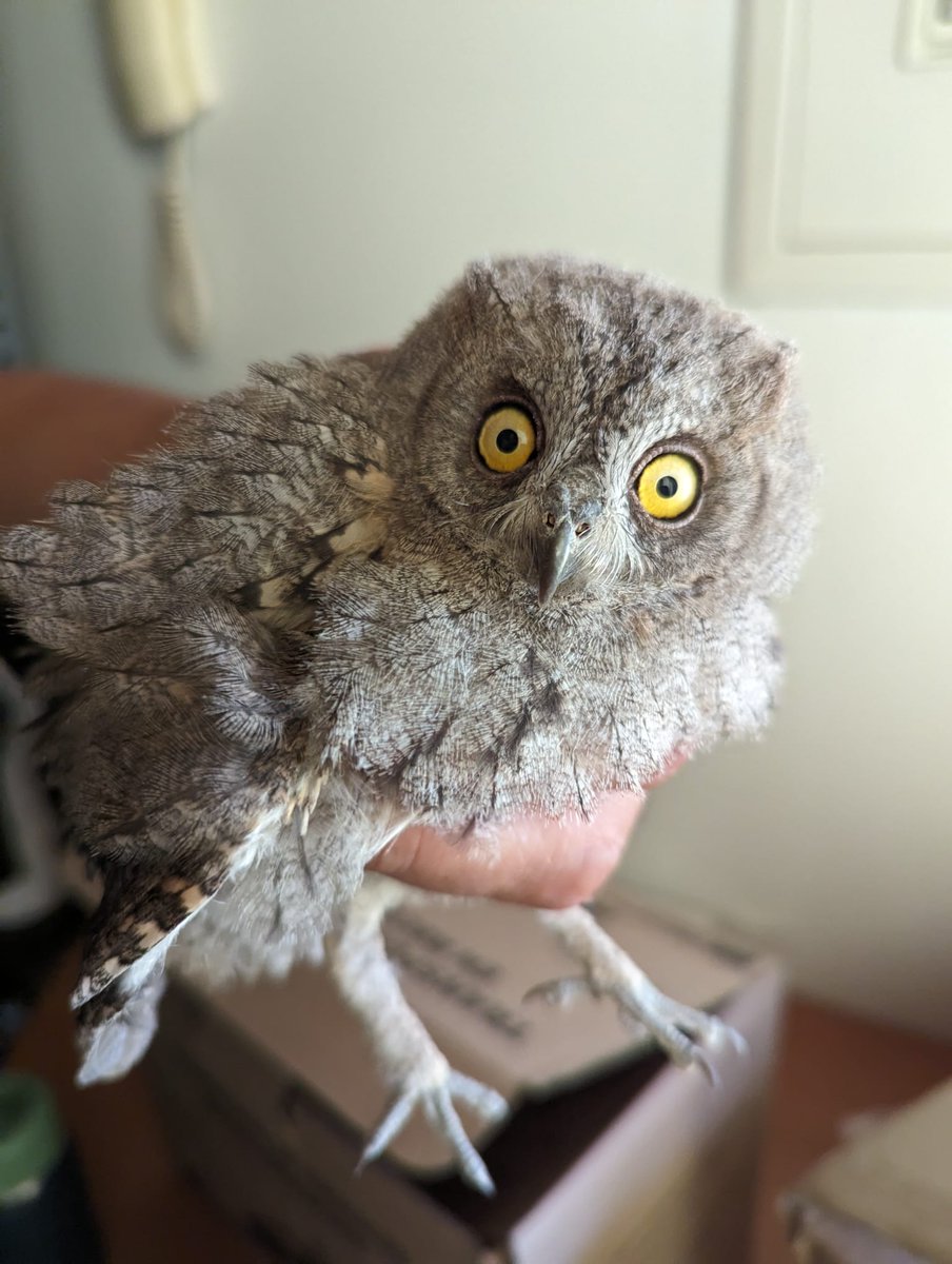 Todos los años cientos de animales se salvan de una muerte segura gracias a los avisos de la ciudadanía al 112 o a los agentes forestales. Si ves un animal herido o en apuros, no dudes en llamar. Pero ¿qué hacer si el animal está  ya💀? va 🧵