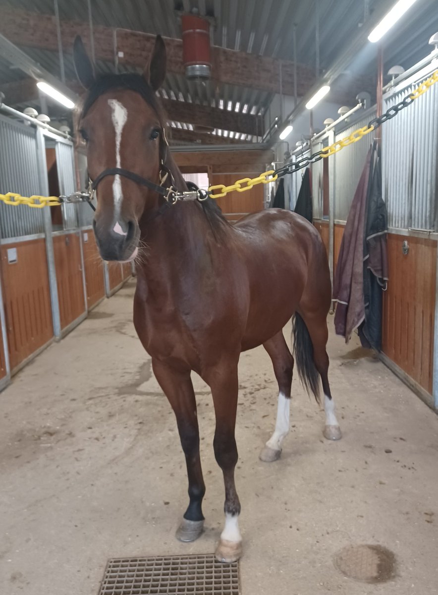 2yo Bravo Chico 🐎❤️