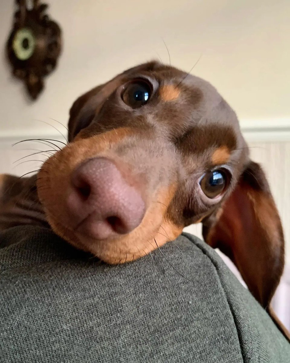 Alit_21's tweet photo. Cuteness overload! https://t.co/kmySJnCKap