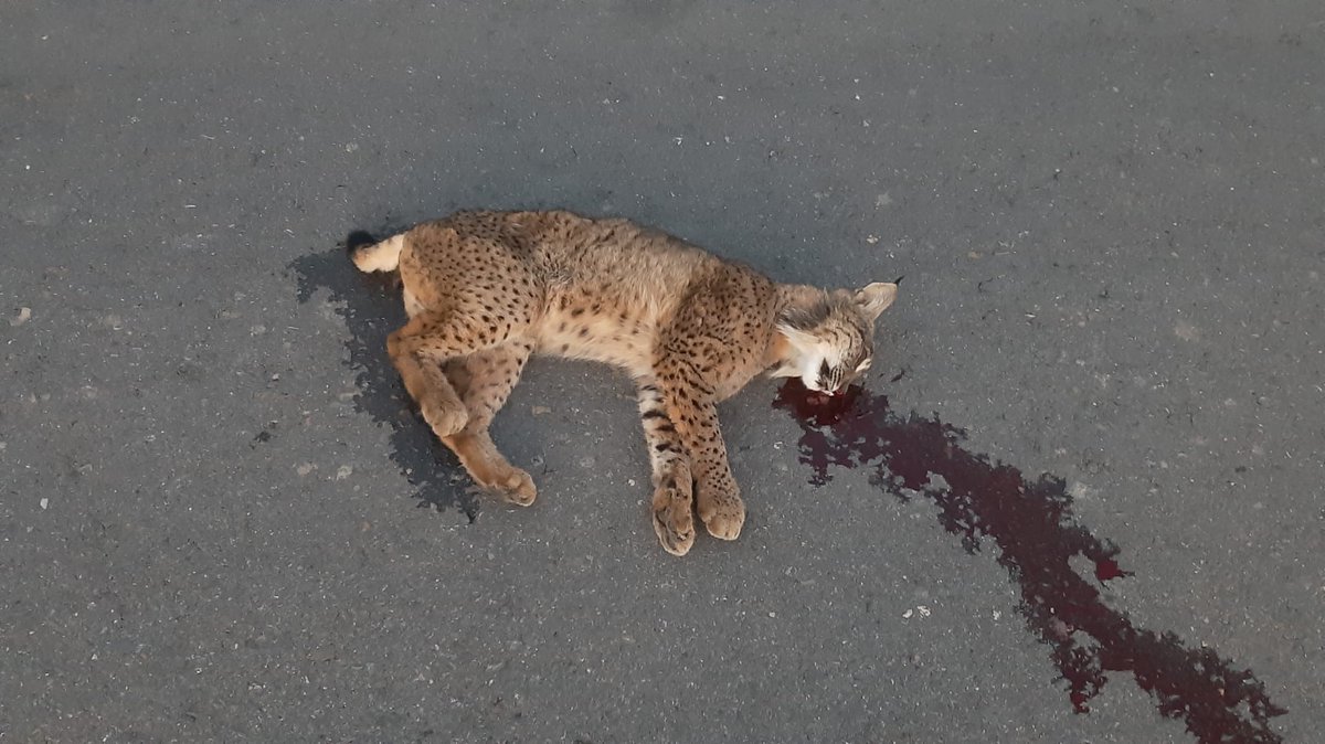 Si se trata de una especie en peligro o amenzada, como este lince, llama siempre. Aunque tan solo se trate de un accidente (atropello) quedará constancia. Si los atropellos se reiteran se podrán colocar carteles, vallados o incluso corregir la vía