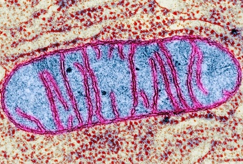 Every cell in your body relies on mitochondria for energy. When they fail, the impact is widespread. This #WorldMitoWeek2024, let’s raise awareness for research and better treatments. 🧬 #MitoAwareness #SupportResearch