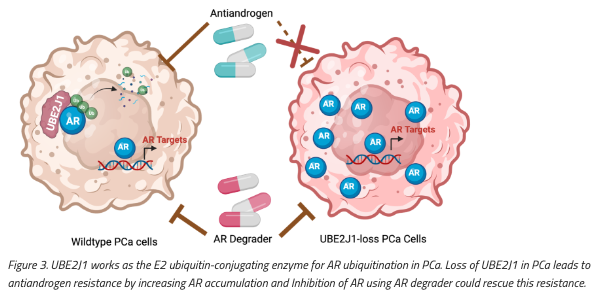 urotoday's tweet photo. UBE2J1 is the E2 ubiquitin-conjugating enzyme regulating androgen receptor degradation and antiandrogen resistance. #BeyondTheAbstract with Xiaoling Li, @AtreyiMukherji, and @PingMu_PhD @utswnews. #ReadNow on UroToday > https://t.co/ew5QlcOF6A https://t.co/OvNCFvHmrX