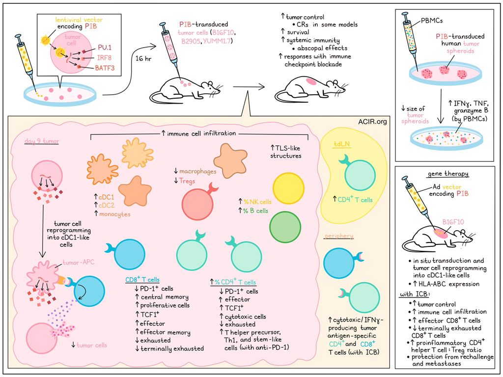 ACIR (@acir_org) on Twitter photo Tumor cell makeover into APCs. Read our digest here 👉 bit.ly/4gmY7sy <a href="/CellReproLab/">Pereira Lab</a> <a href="/ervin_ascic/">Ervin Ascic</a> <a href="/FRosa93/">Fábio Fiúza Rosa</a> <a href="/AsgardThx/">Asgard Therapeutics</a> #Immunotherapy Tumor cell makeover into APCs. Read our digest here 👉 bit.ly/4gmY7sy <a href="/CellReproLab/">Pereira Lab</a> <a href="/ervin_ascic/">Ervin Ascic</a> <a href="/FRosa93/">Fábio Fiúza Rosa</a> <a href="/AsgardThx/">Asgard Therapeutics</a> #Immunotherapy