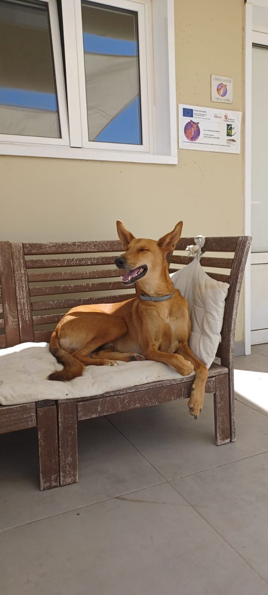 annnittti's tweet photo. Poco se habla que en 10 días Héctor y Neo tienen el vuelo a EEUU y tengo mazo ansiedad porque no dejen subir al perrito o le pase algo.

NO PUEDO DORMIR, NECESITO YA A ESTE BEBÉ AQUÍ 🥺💔 https://t.co/5taBCb7P5w
