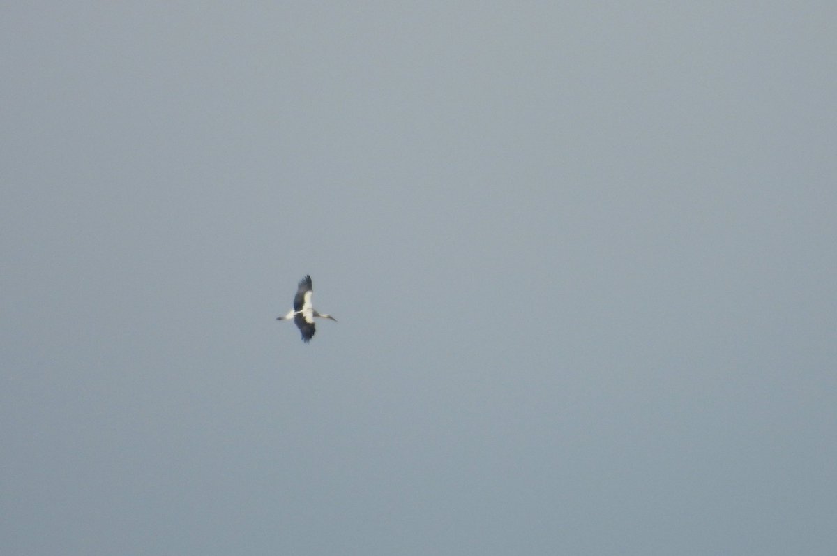 Ybw in the garden yesterday, white stork over the house today. No need to leave the desk…