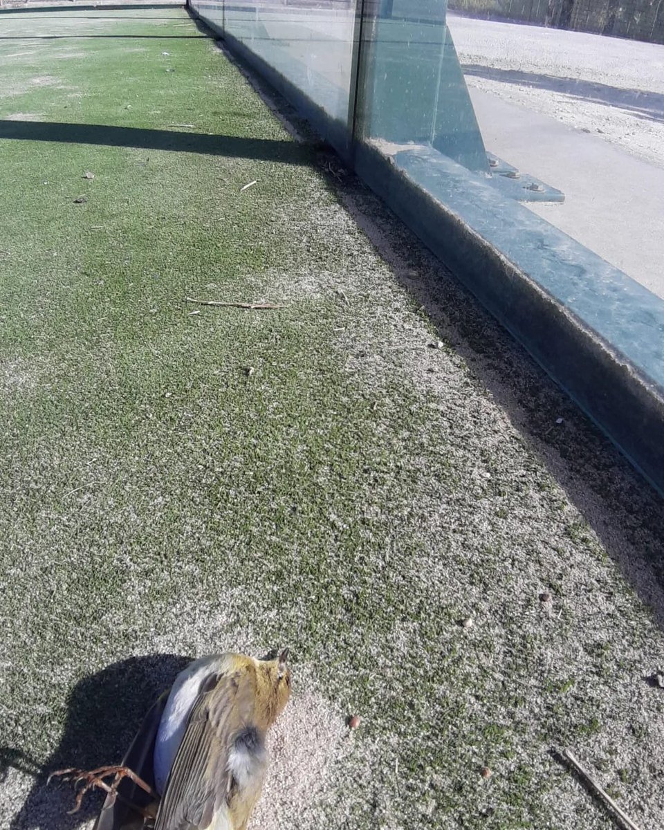 Tampoco dudes en llamar si eres consciente de que alguna infraestructura, como por ejemplo, una pista de pádel, un vallado, una piscina abandonada,... están causando mortalidad a nuestra fauna