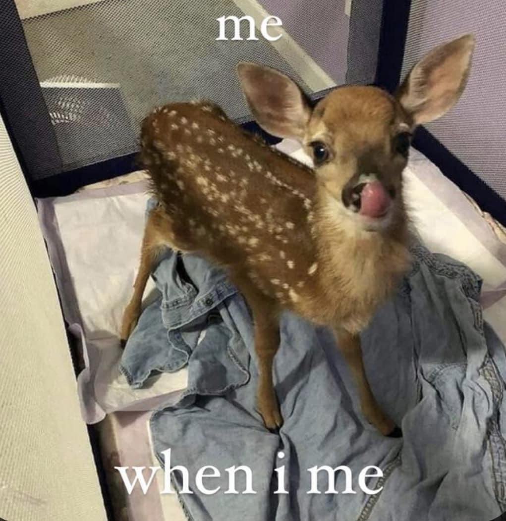 Deer in Places they Shouldn't Be (@deershouldnt) on Twitter photo 