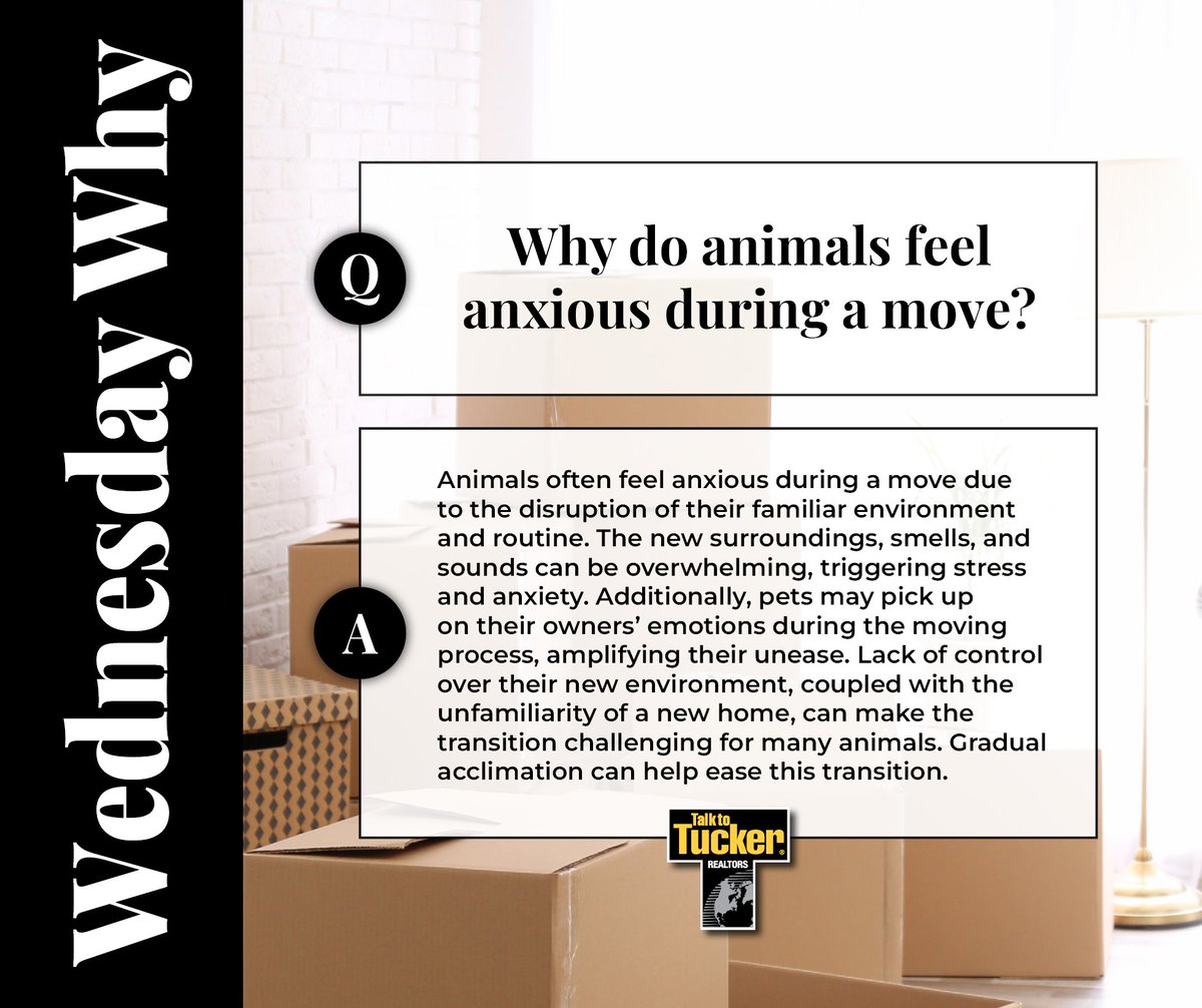 TeamMcClintock's tweet image. 🐾 Moving can be a stressful time not just for us, but for our furry friends too! Learn more about easing your pet's stress and making the transition smoother. 🏠 ❤️
#PetCare #MovingWithPets #TeamMcClintock #AskTheExpert #LetsTalk #WednesdayWhy