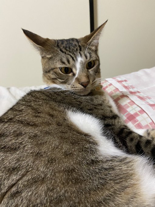 今日のJたん。今日はお布団の気分じゃないみたい。敷居でおやすみ。 