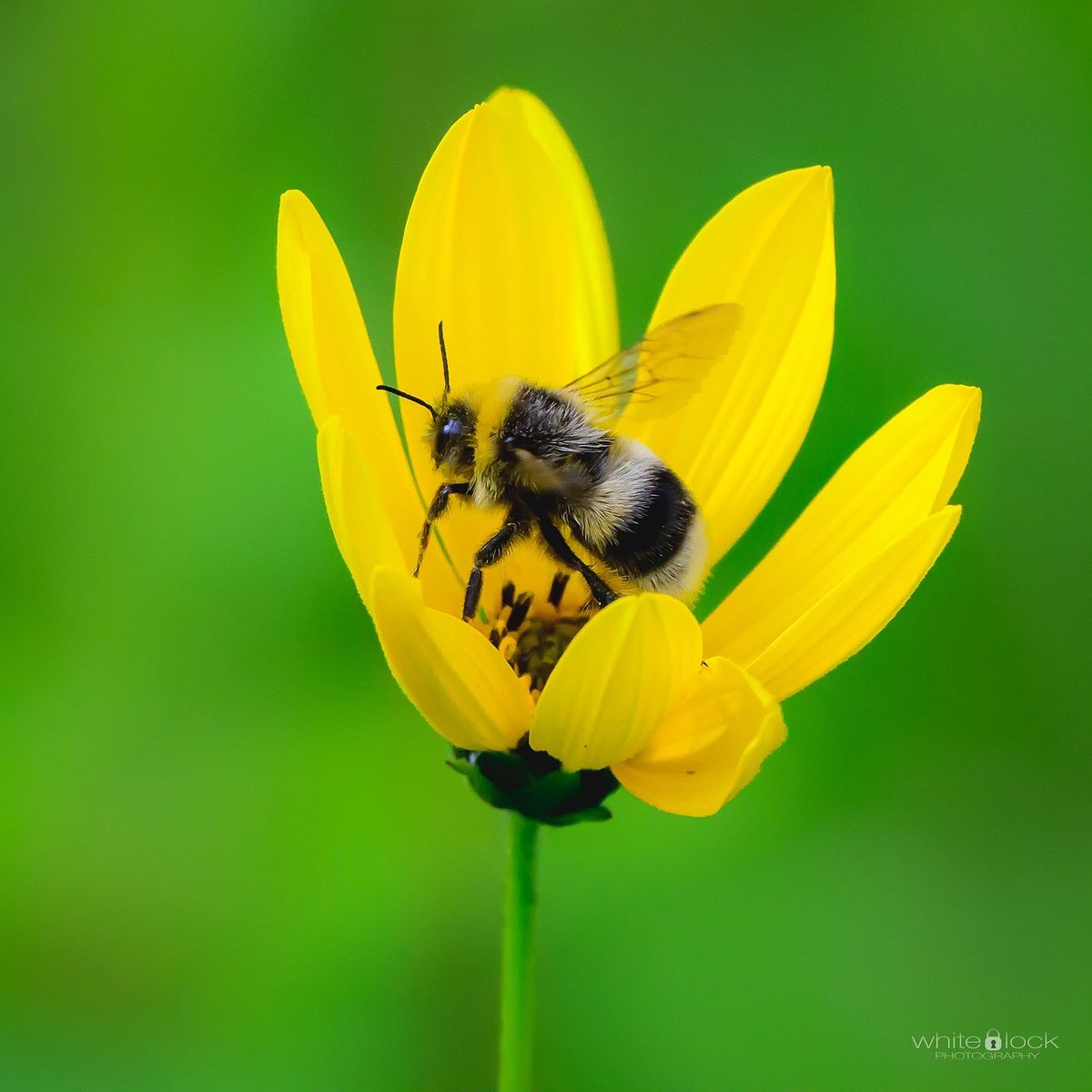 mwhitelock's tweet photo. Carder Bees from the Insect Garden at @WWTWashington . 

Due to the route around the site we often overlook the insect garden. 

#bee #bees #bumblebees #wetlands #wwt #wwtwashington #wwtwetlands #wildlife #wildlifephotography #northeast #northeastuk  #nikon #nikonz #nikoneurope https://t.co/zNRlsbQN1s