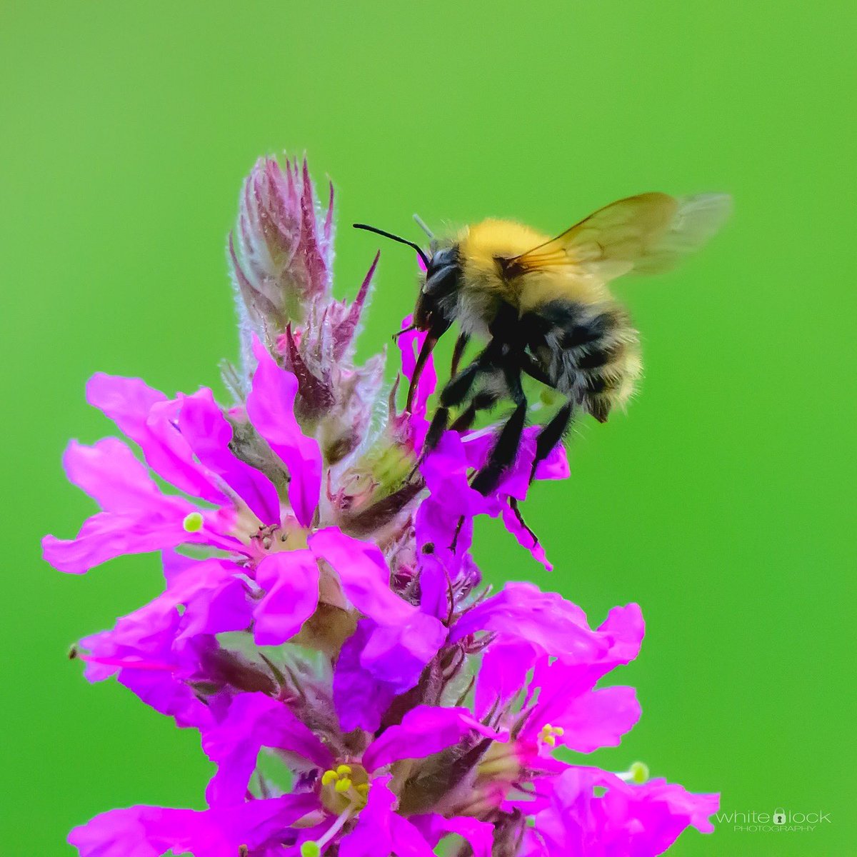mwhitelock's tweet photo. Carder Bees from the Insect Garden at @WWTWashington . 

Due to the route around the site we often overlook the insect garden. 

#bee #bees #bumblebees #wetlands #wwt #wwtwashington #wwtwetlands #wildlife #wildlifephotography #northeast #northeastuk  #nikon #nikonz #nikoneurope https://t.co/zNRlsbQN1s