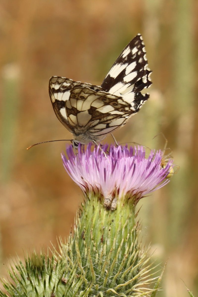 A Butterfly Emergency has been declared by <a href="/savebutterflies/">Butterfly Conservation 🦋</a>. Our #BrentRiverPark wildflower meadows faired better than many areas. The  Big Butterfly Count walk on <a href="/WarrenFarmNR/">WarrenFarmNatureReserve</a> yielded 11 species, including purple hairstreak. Urban green spaces can help bbc.in/3TwlINy