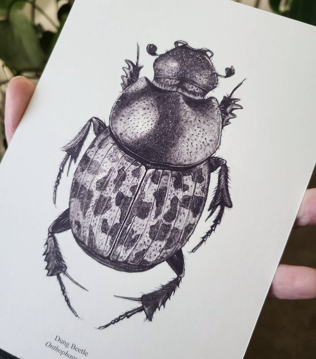 This cute Dung Beetle by @kaylaayrnart has blown us away!  What bug drawings should we find next?