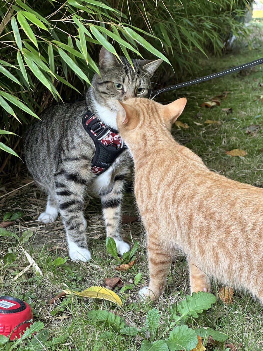 SarahDuno's tweet photo. Panchito tiene vecinitos que vienen a jugar cuando lo sacamos y yo me vuelvo loca tomando fotos💕🫠 https://t.co/tPpPynjI9h