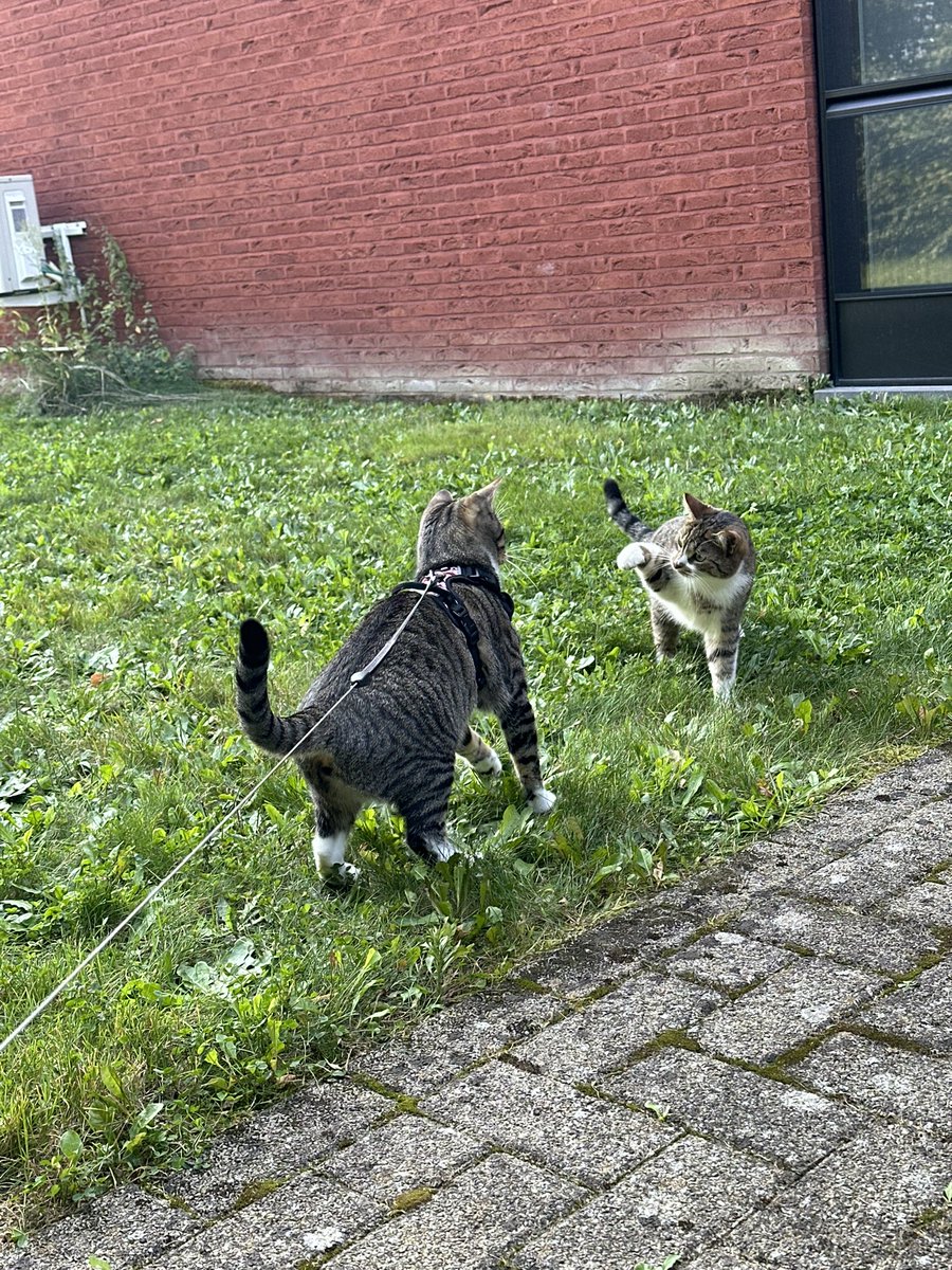 SarahDuno's tweet photo. Panchito tiene vecinitos que vienen a jugar cuando lo sacamos y yo me vuelvo loca tomando fotos💕🫠 https://t.co/tPpPynjI9h