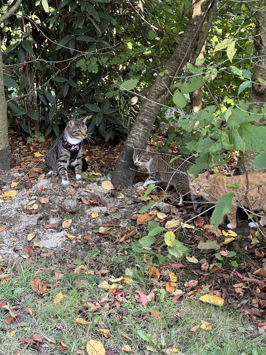 SarahDuno's tweet photo. Panchito tiene vecinitos que vienen a jugar cuando lo sacamos y yo me vuelvo loca tomando fotos💕🫠 https://t.co/tPpPynjI9h