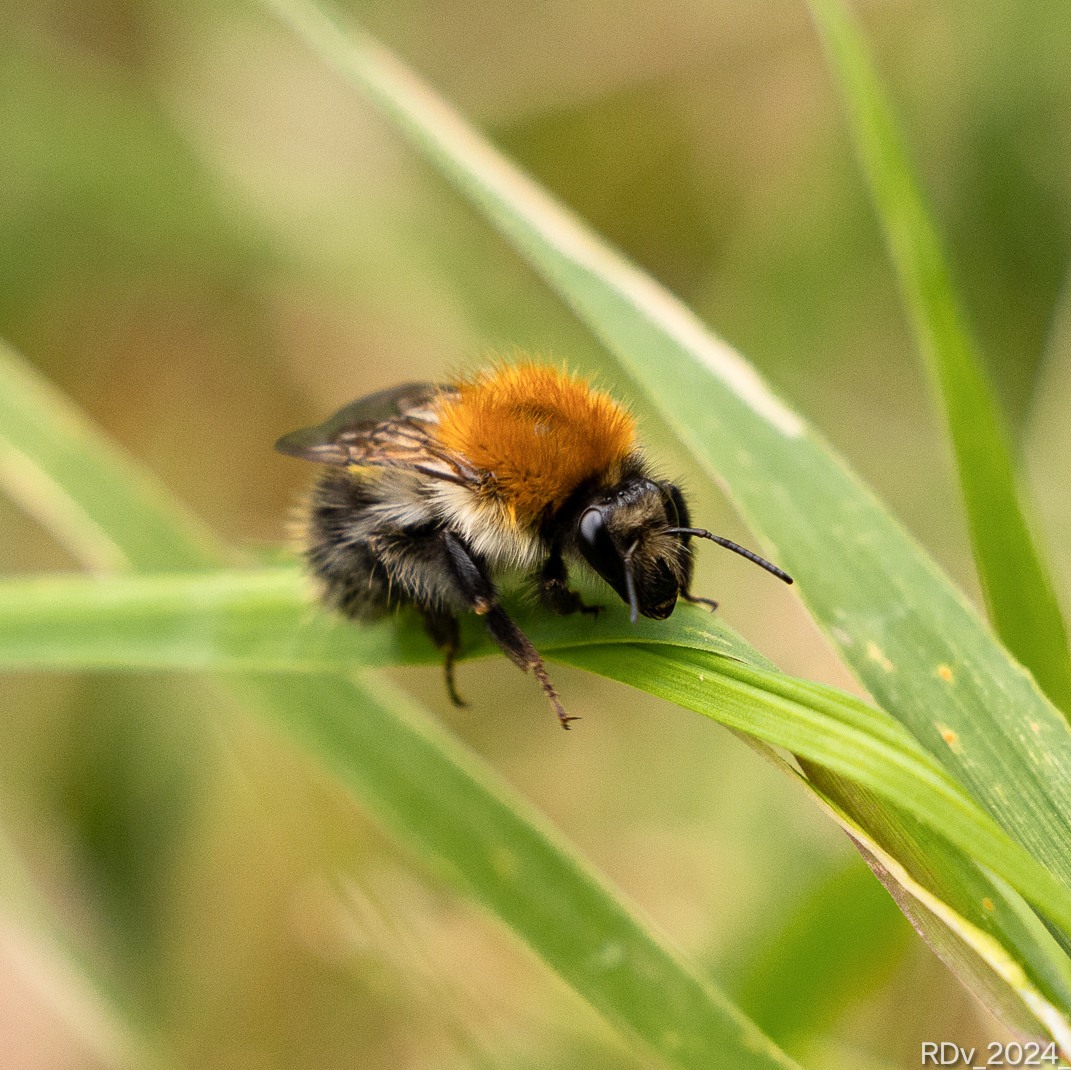 rosie_52's tweet photo. Taking a break
#beephoto #bee #wildlife #wildlifephotography #nature #NatureIsLife #NatureBeauty #TwitterNaturePhotography
#pollinator #wednesdaythought
#wednesdaymotivations
@ThePhotoHour https://t.co/qdeyFqNNaq