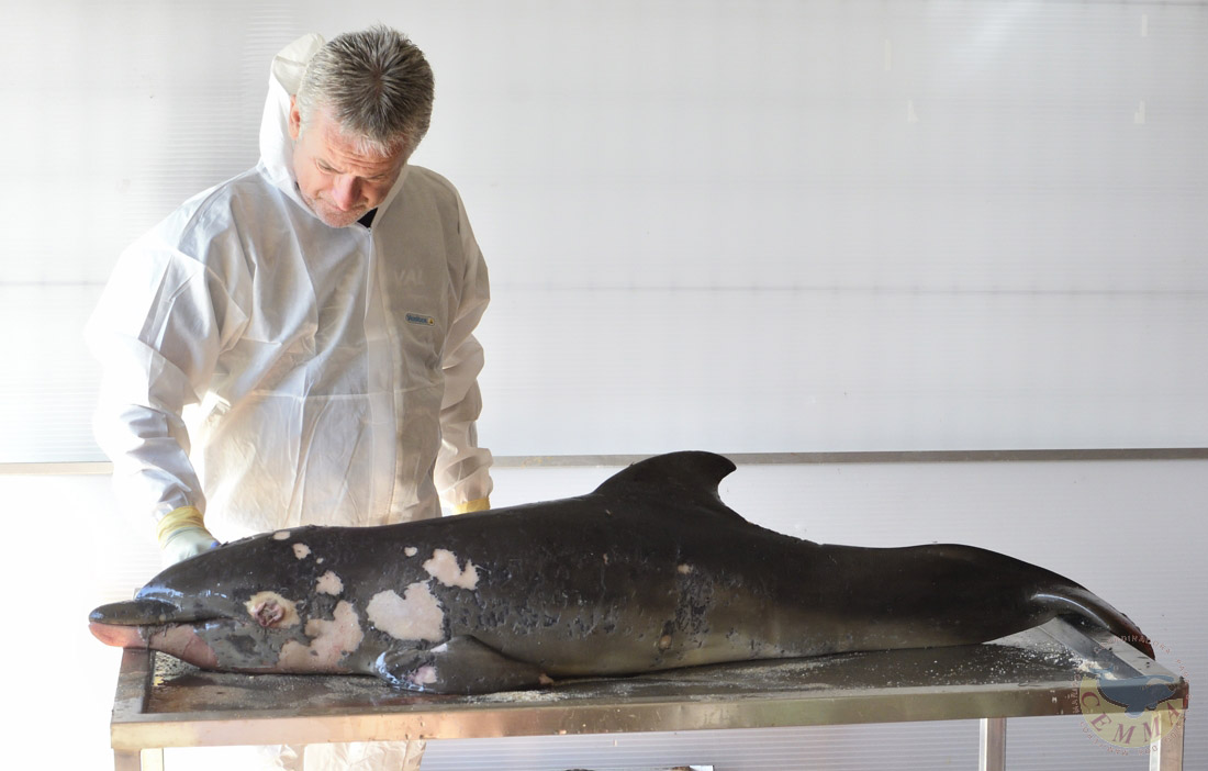 covelo_pablo's tweet photo. This newborn bottlenose dolphin found dead in O Grove this week is the 500th stranded animal reported this year in Galicia (NW Spain).
#marinemammals #tursiopstruncatus #strandingnetwork https://t.co/lw0Fhmbsh0