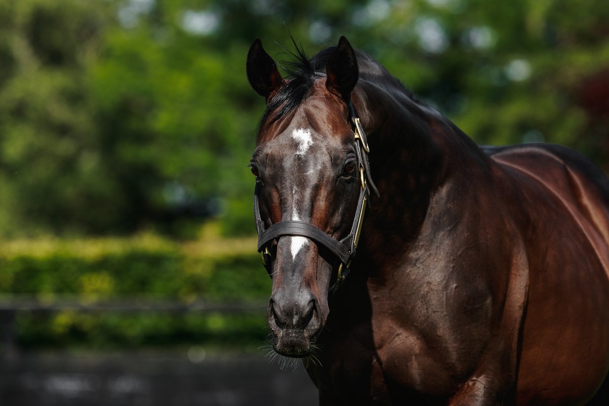 Coolmore tweet media